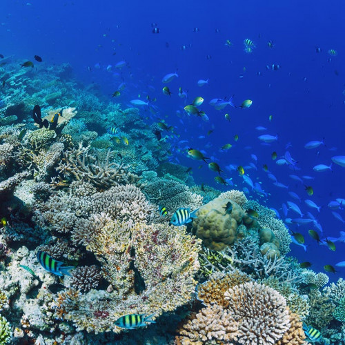 Maldivi Znamenitosti reef 2